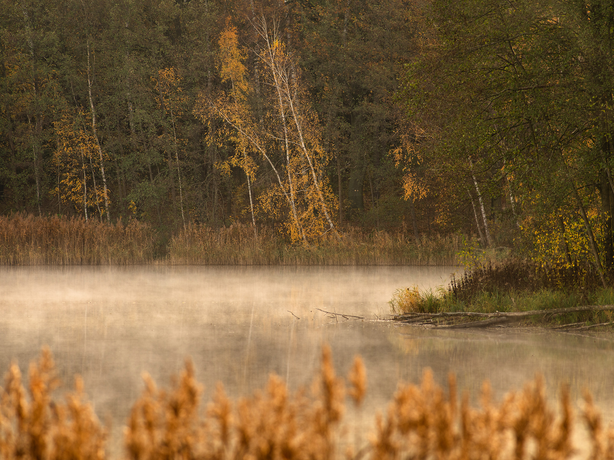 <p>Morning mist over a small lake east of Berlin</p>