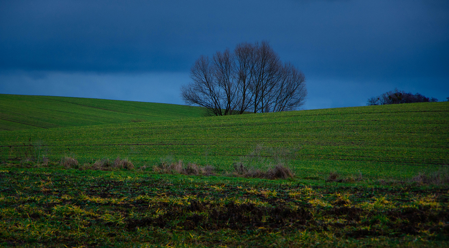 <p>Farm fields in subdued light early on a Christmas morning.</p>