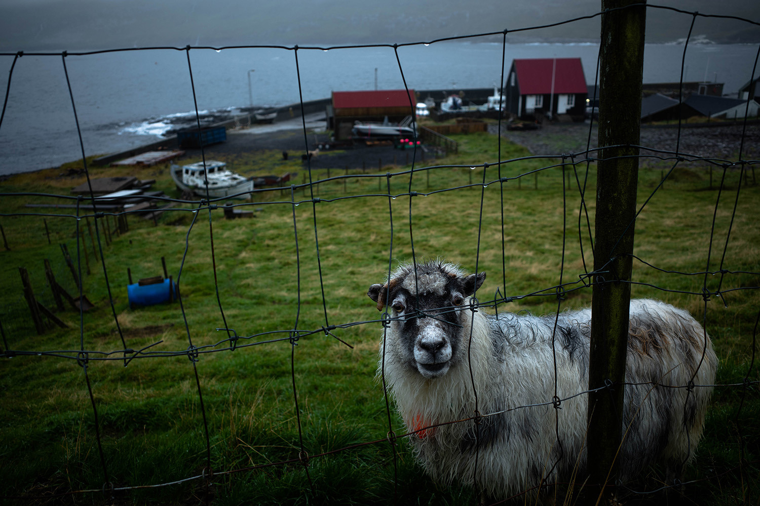 <p>An inquisitive stare from a sheep in the village of Hov. Sheep farming is a major industry in the Faroe Islands.</p>