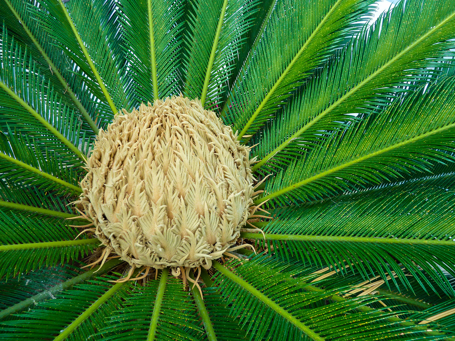 <p>The fronds of a palm prepare to open.</p>