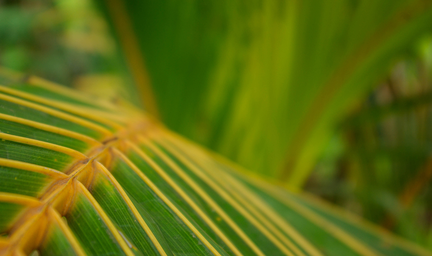 <p>A close-up of palm fronds.</p>