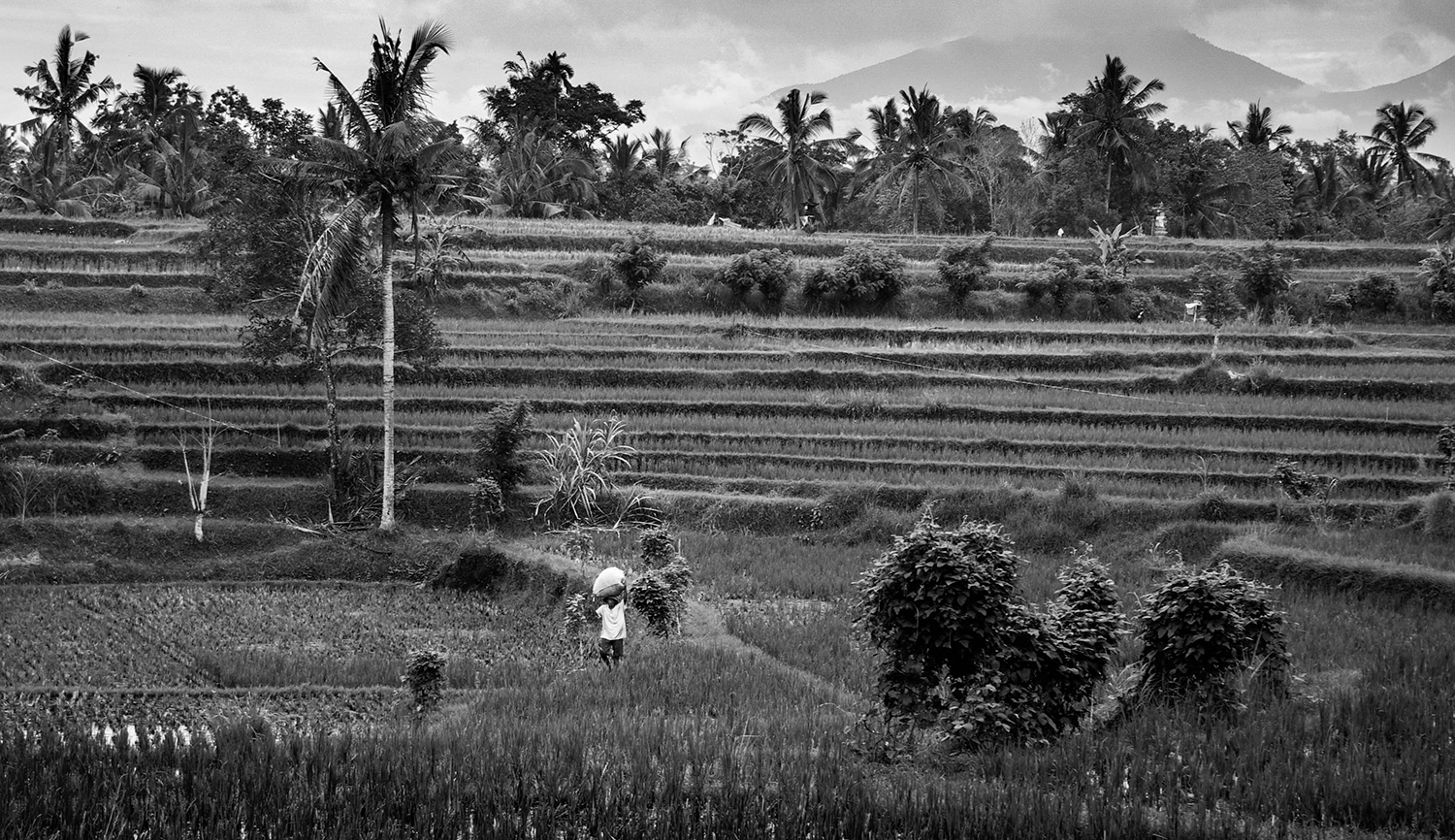 <p>A farmer carries some of his harvest through terraced paddies.</p>