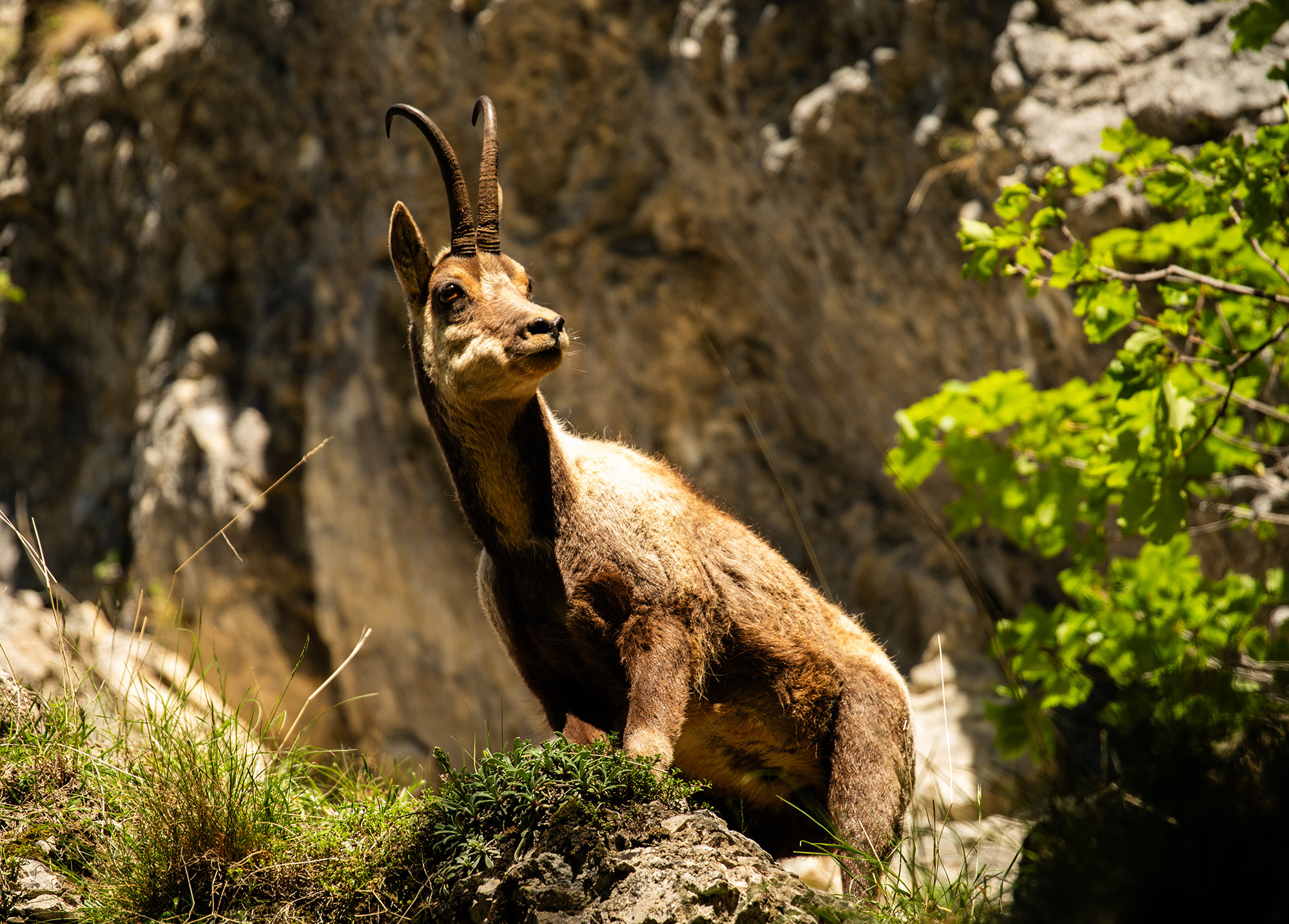 <p>An Apennine (or Abruzzan) chamois surveys the surroundings. Their dwindling numbers have been boosted by the safe haven of the Gran Sasso national park.<br /></p>