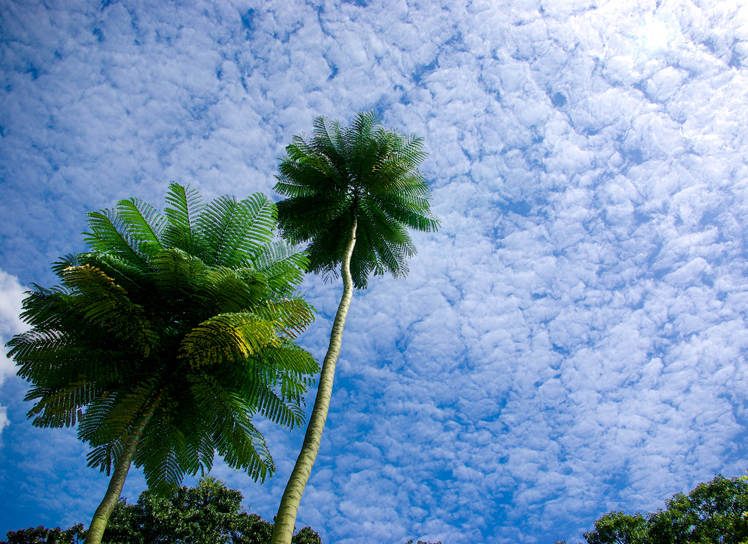 <p>Palms reach for the little fluffy clouds above Singapore.</p>