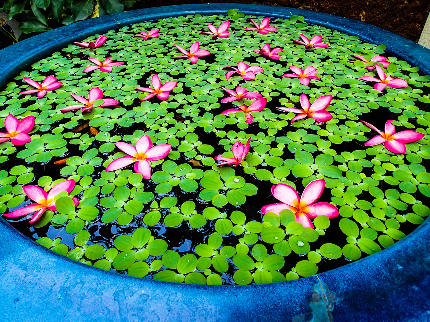 <p>Frangipani flowers floating in an ornamental basin.<br /></p>