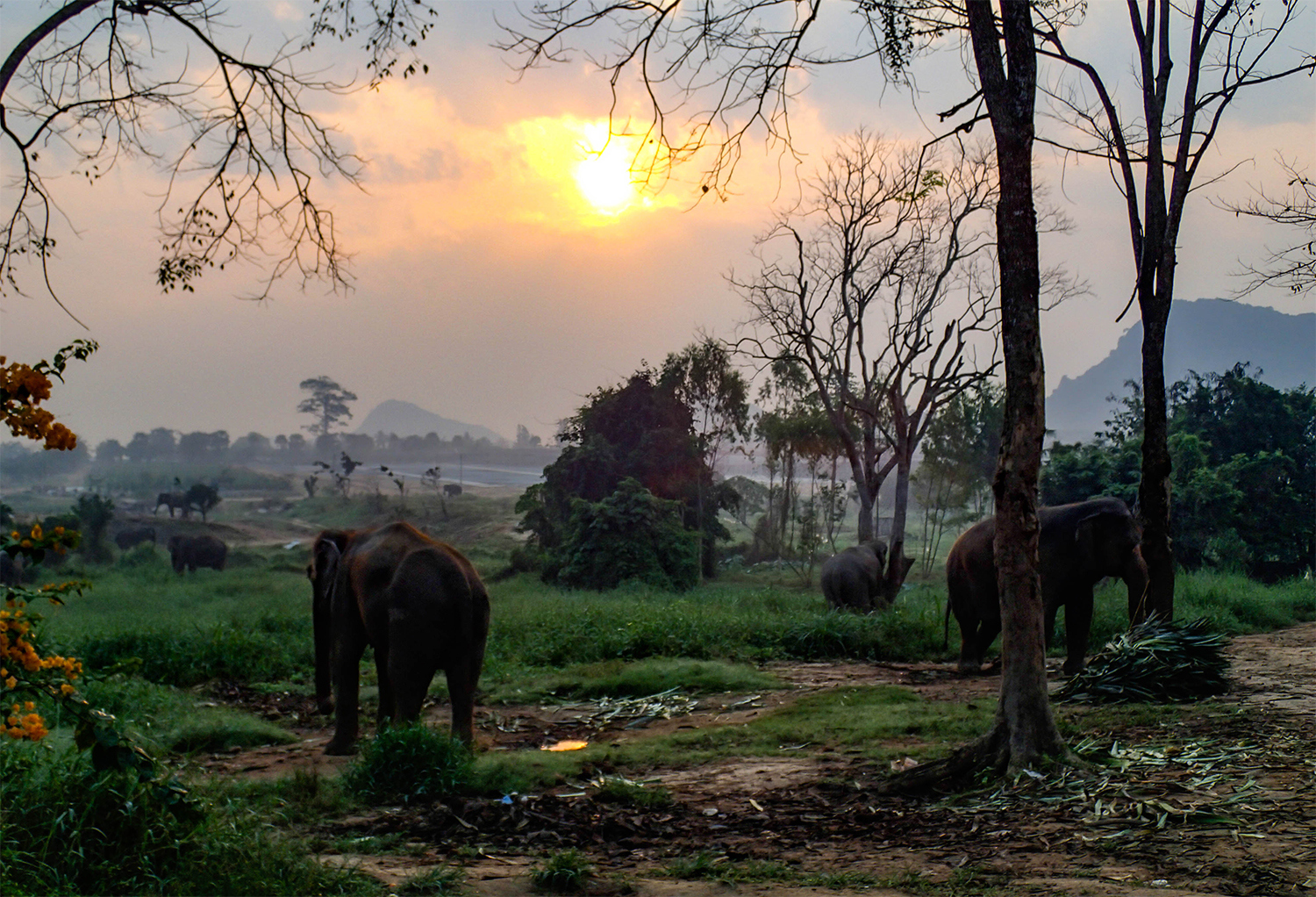 <p>Elephants already alert shortly after sunrise.</p>