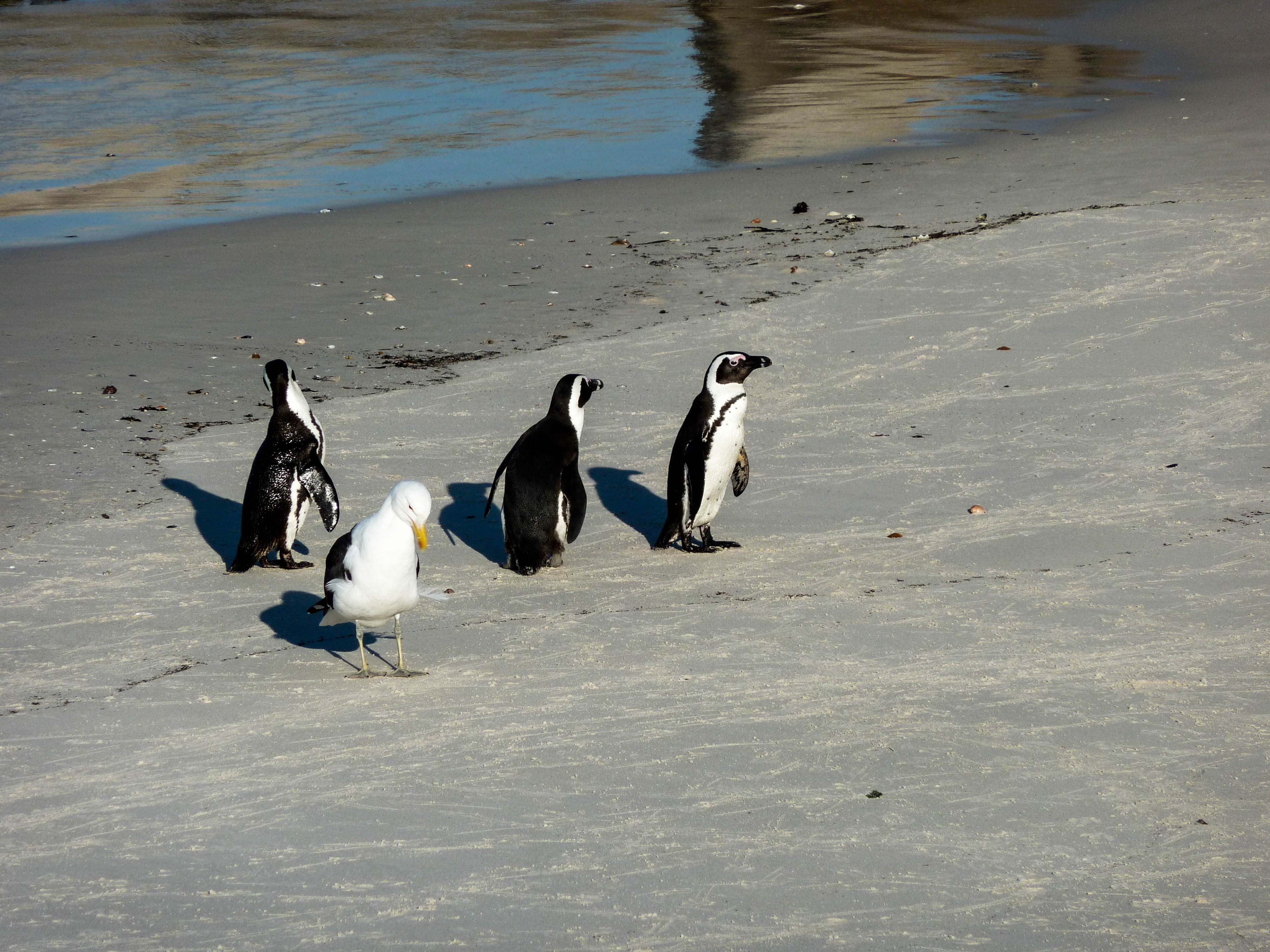 <p>A trio of penguins decline a seagull's attempt to join their conversation. Harsh.</p>