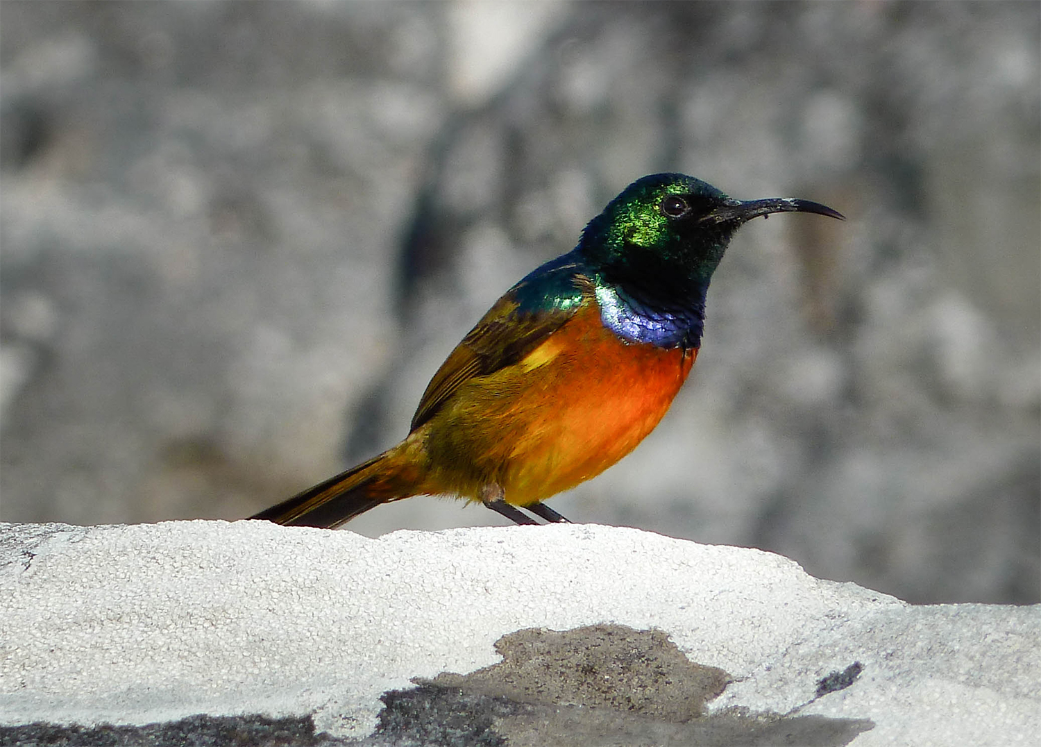 <p>This little guy (he is a male) was up atop Table Mountain. Such a colourful species!</p>