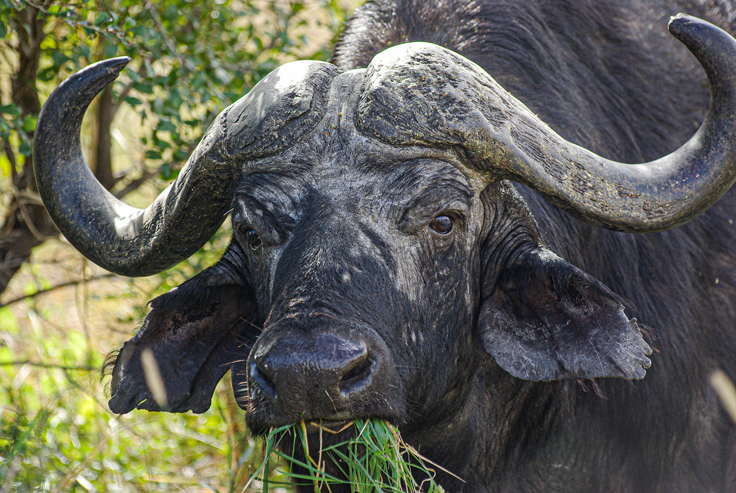 <p>OK, more of a stare from this grazing African buffalo, but just appreciate the Neneh Cherry reference. Prone to charging and trampling, this type of buffalo has not been domesticated and is one of Africa's most dangerous animals.<br /></p>
