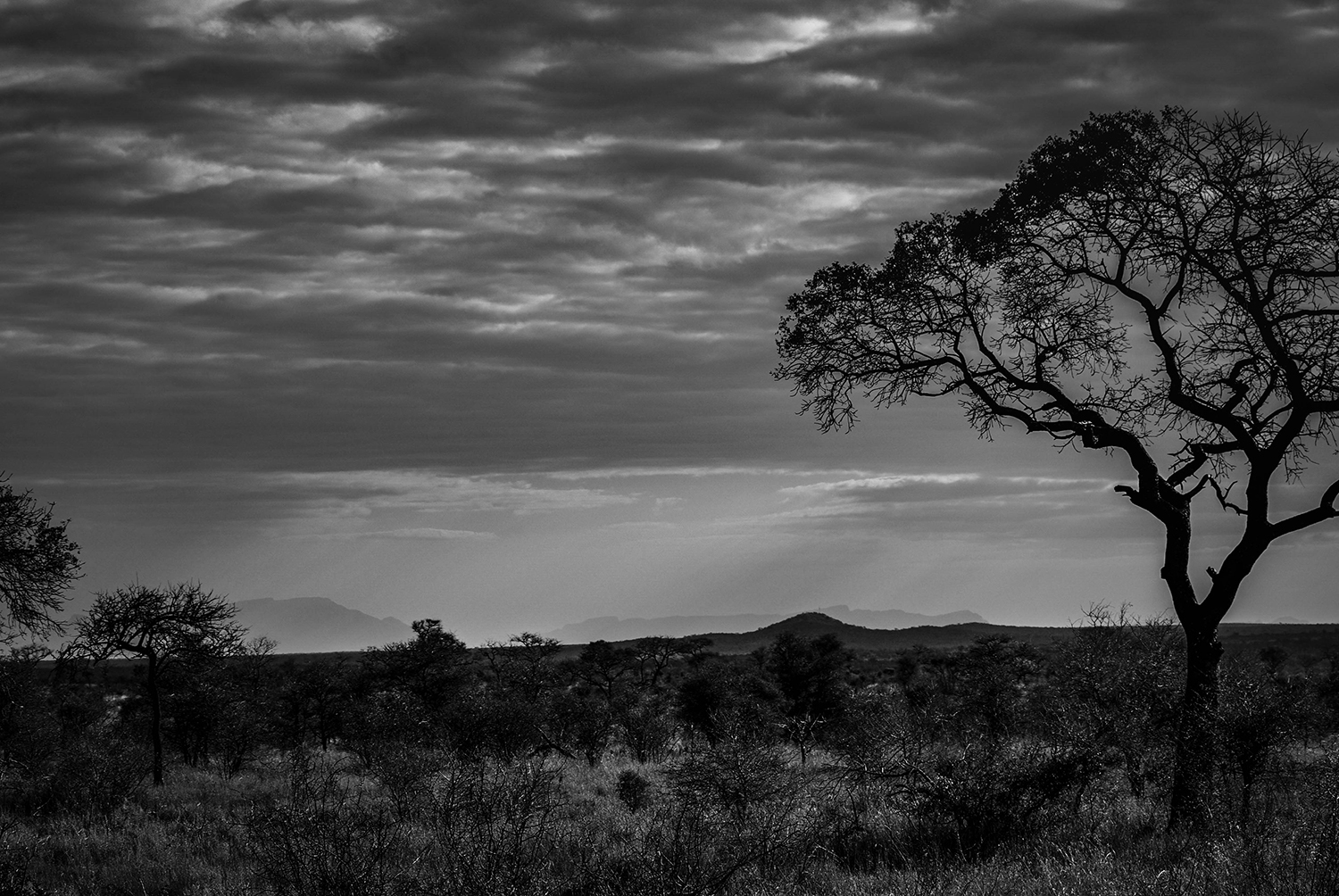 <p>A tree in the bushveld's immense space.</p>