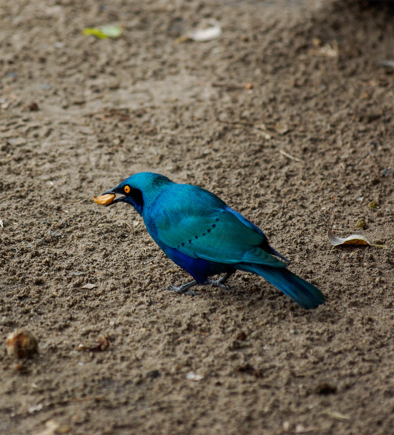 <p>A cape starling scavenges on the ground, allowing us a peek at its incredibly fashion-forward colours.</p>