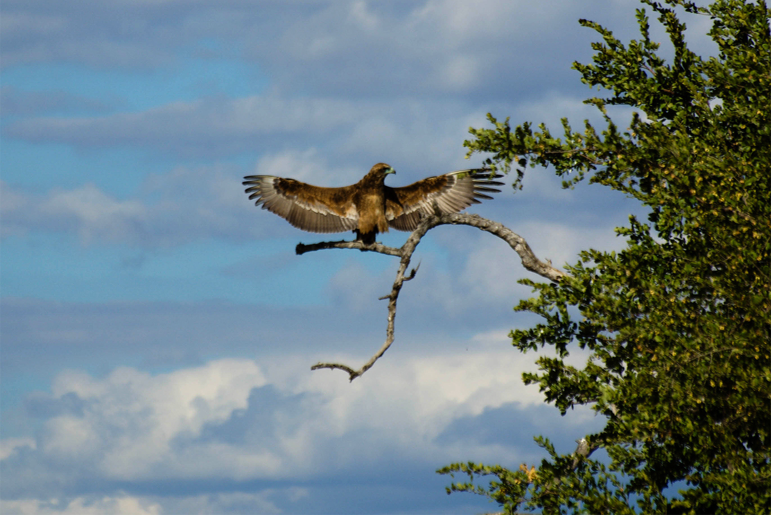 <p>An eagle (a Wahlberg's eagle, I think) spreads its wings while resting on a tree branch.</p>