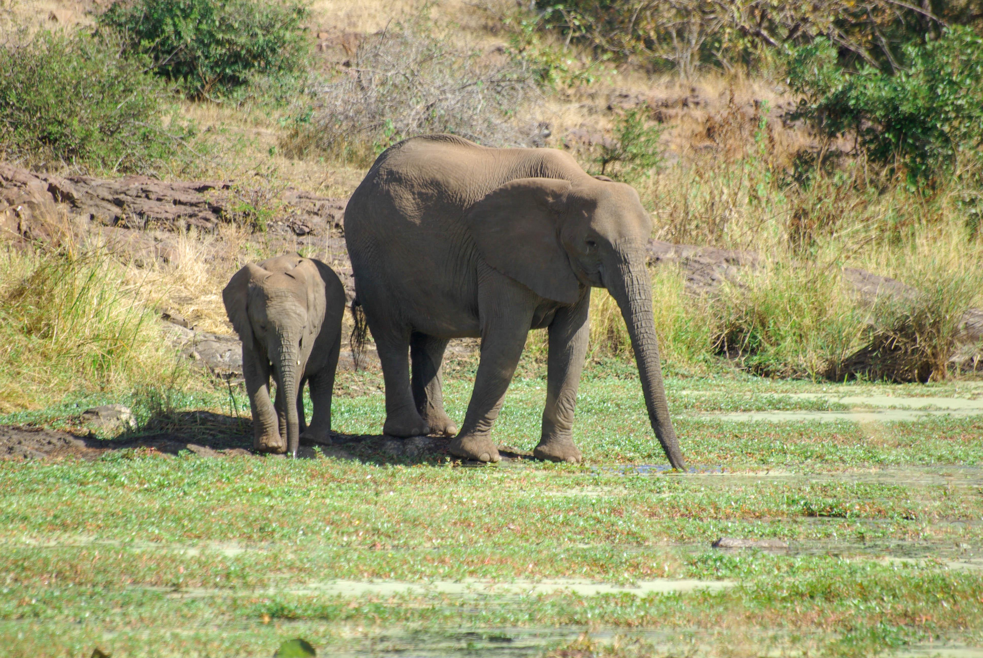 <p>An elephant and her calf take water. Elephants can drink over 200 litres in one session – proving their superiority to humans, if you ask me.</p>