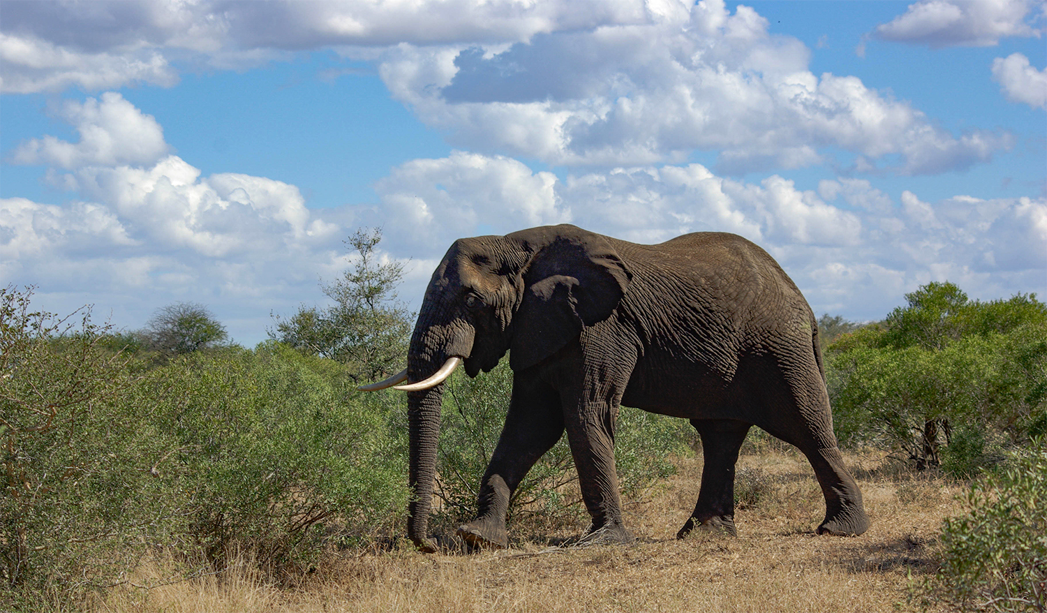 <p>An elephant bull roams under the big sky of Kruger National Park.</p>