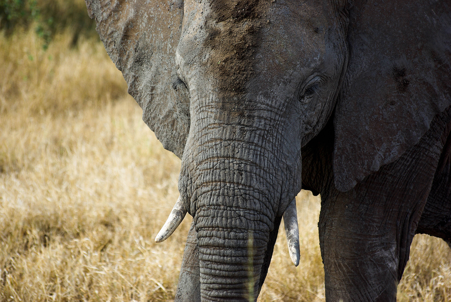 <p>A beautiful elephant in the grass of the bushveld. Elephants use dirt and mud as a form of insect repellent and sunscreen.</p>