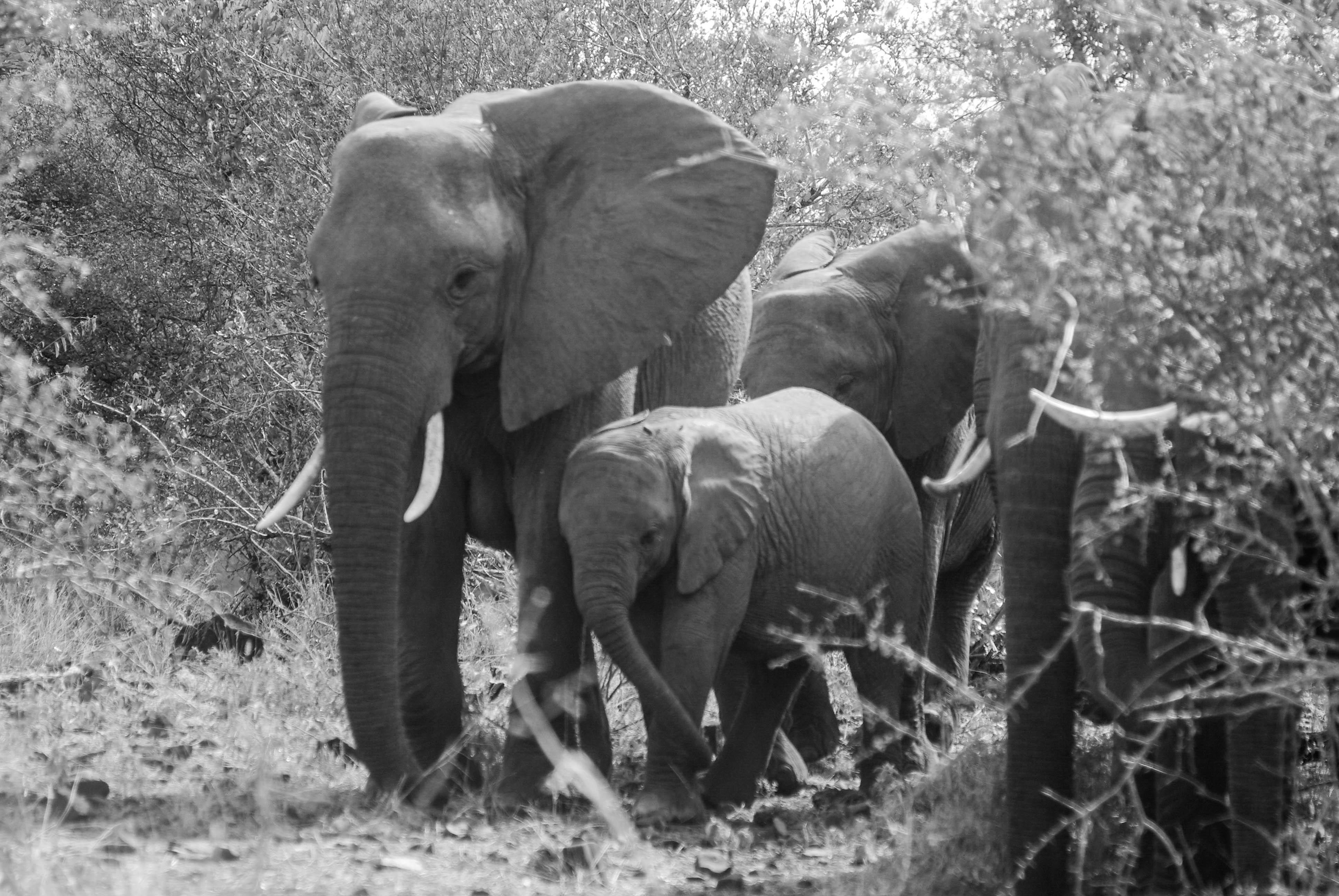 <p>A herd of elephants emerge from the bush. </p>