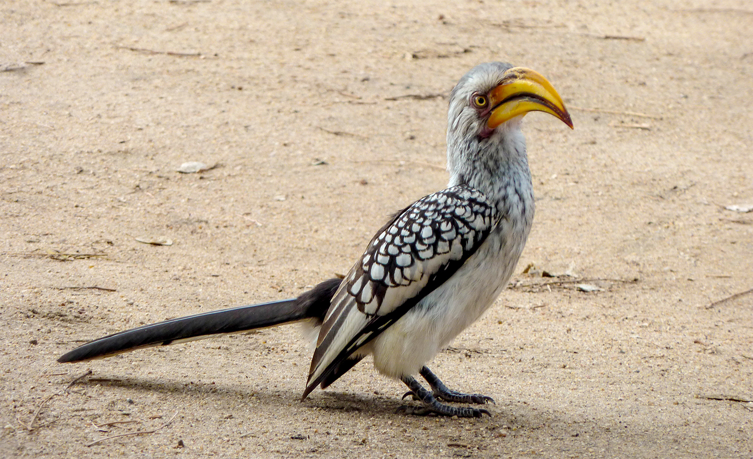 <p>Southern yellow-billed hornbills typically forage on the ground for food. This one's expression suggests the foraging wasn't so good that day.</p>