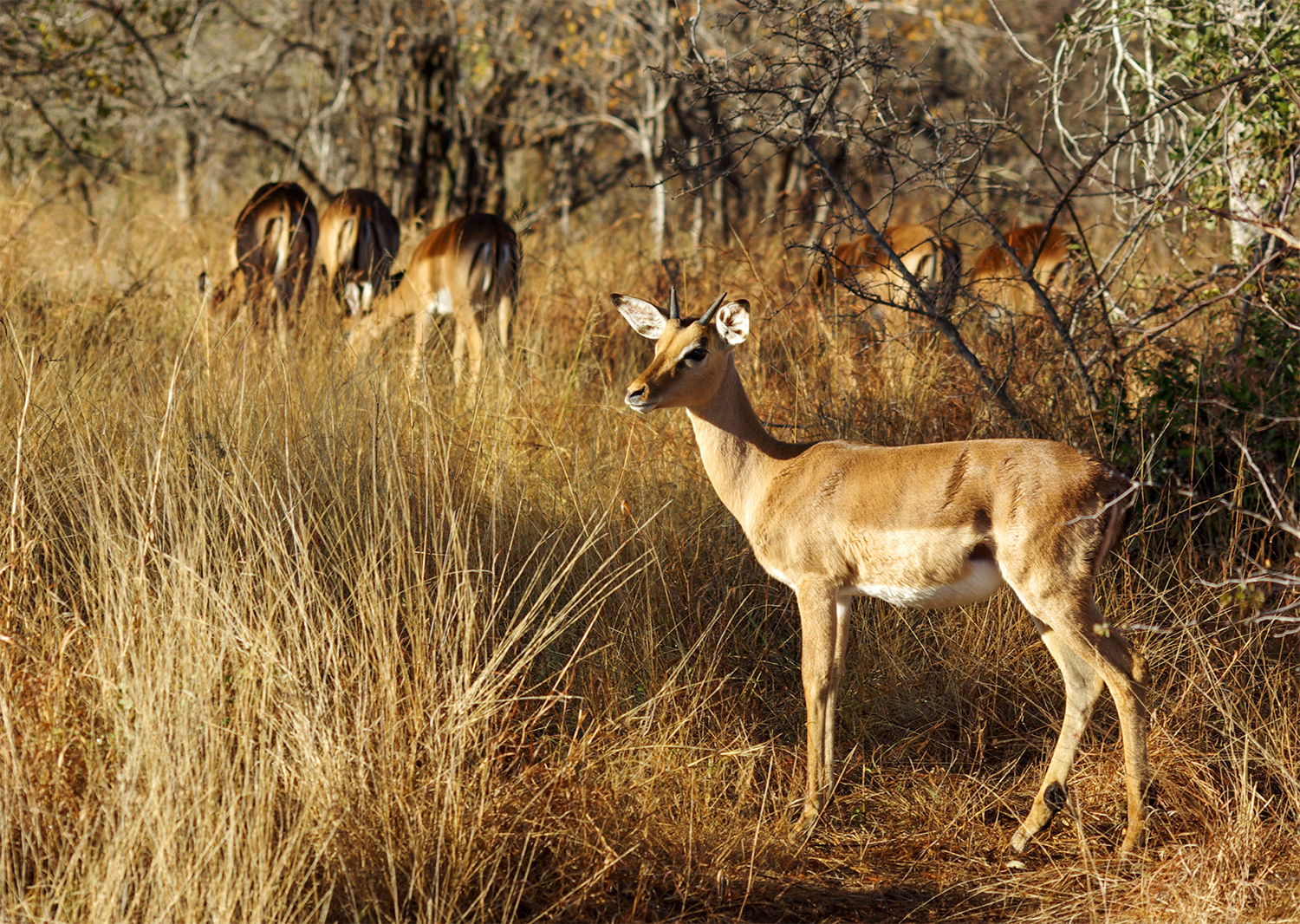 <p>A group of impalas graze as one inspects the photographer. Impalas have a distinctive three-tone body and black stripes on their rears.</p>