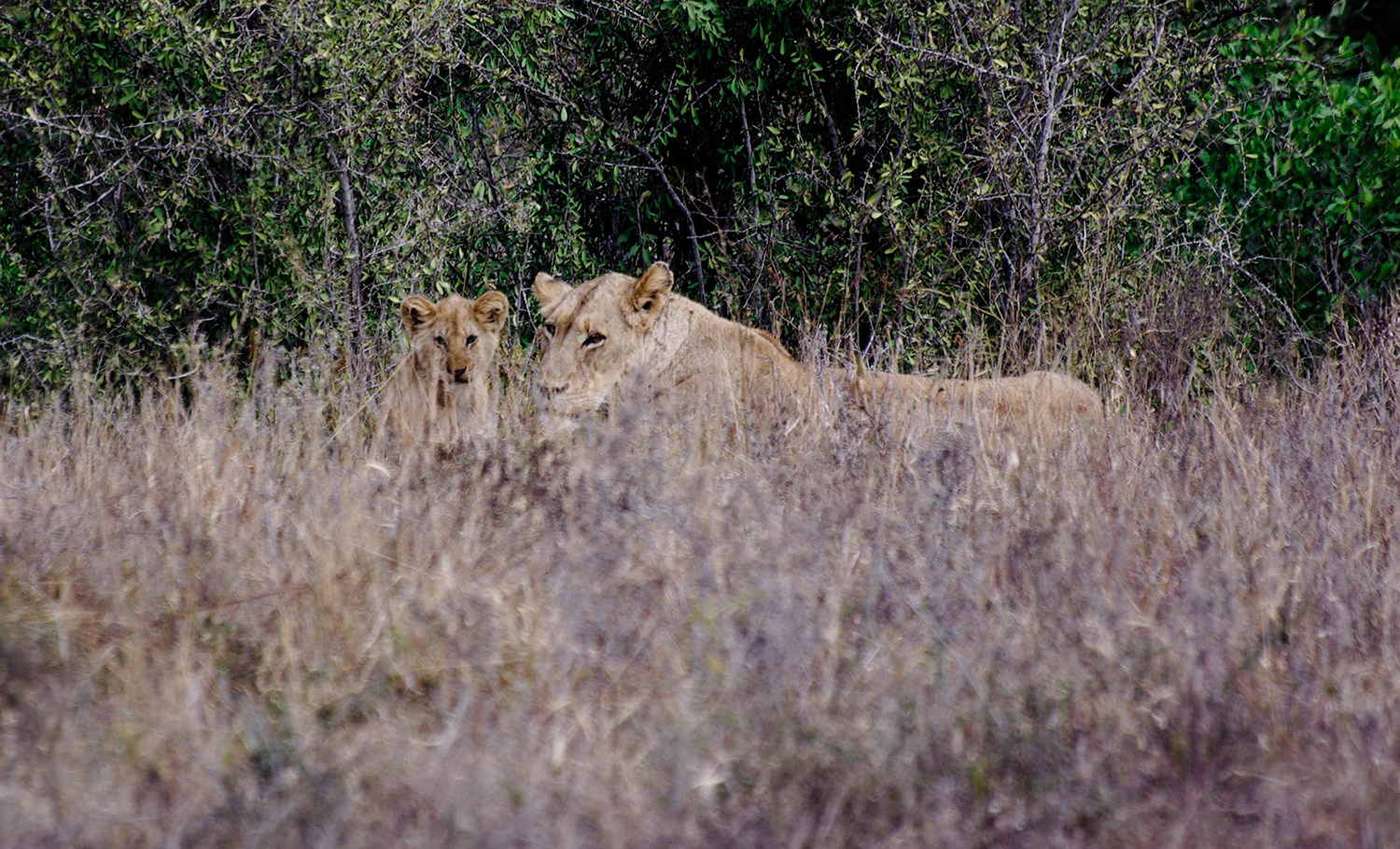 <p>A lioness and her cub eye the photographer. </p>