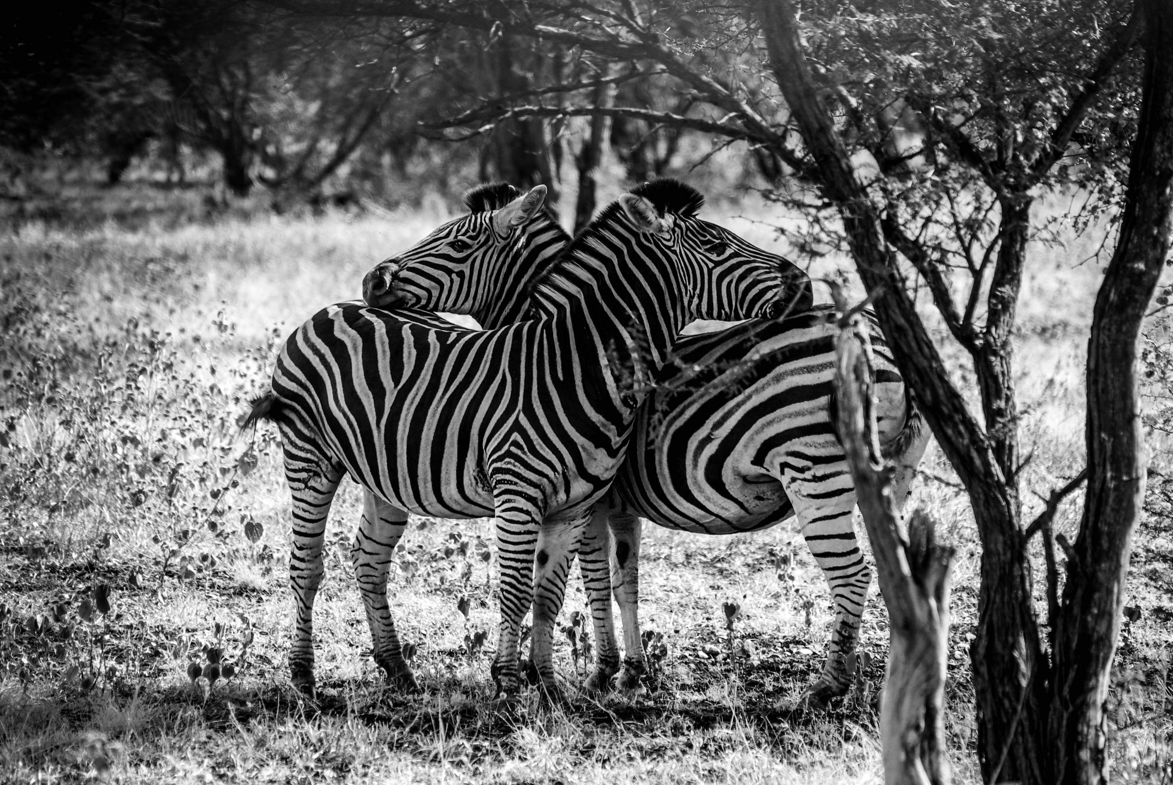 <p>Two zebras almost seem to hug. Or is it a defensive posture?</p>