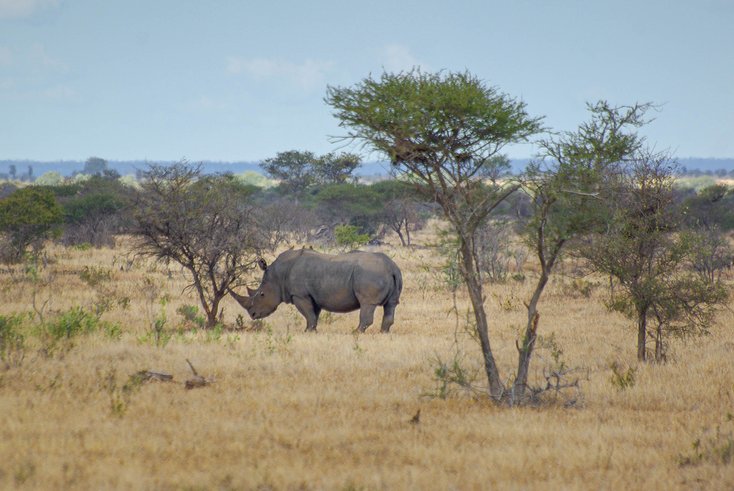 <p>A rhinoceros rests by a bush. Often poached for their horns, most species of rhinoceros are considered critically endangered. I believe this one to be a Southern white rhinoceros, the most common species – but even its numbers have dwindled to some 17,000 individuals. </p>