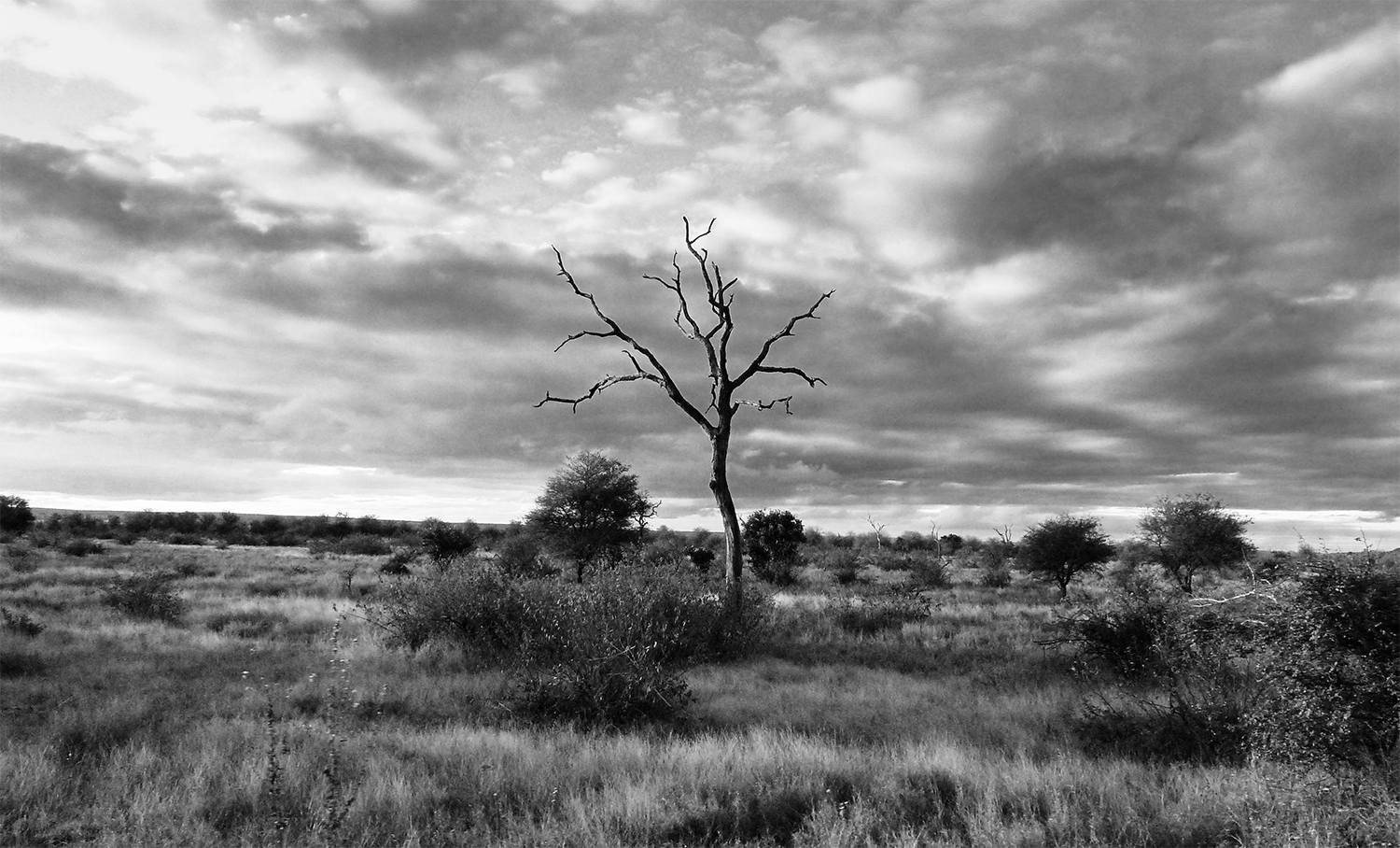 <p>A solitary tree in the vast spaces of Kruger National Park.</p>
