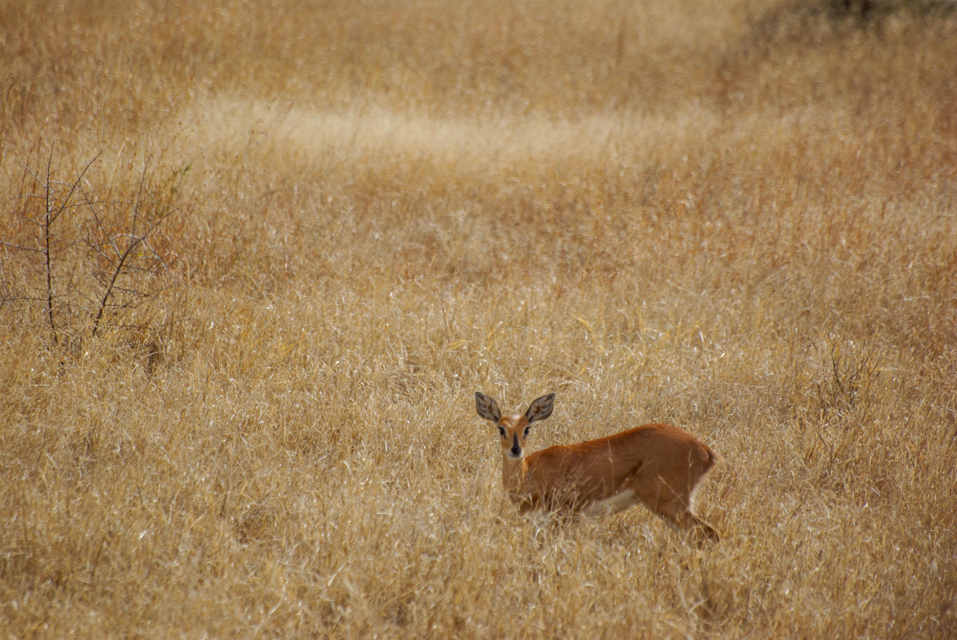 <p>A female Steenbok looks up from browsing for tasty grass. Steenboks are a small species of antelope. </p>