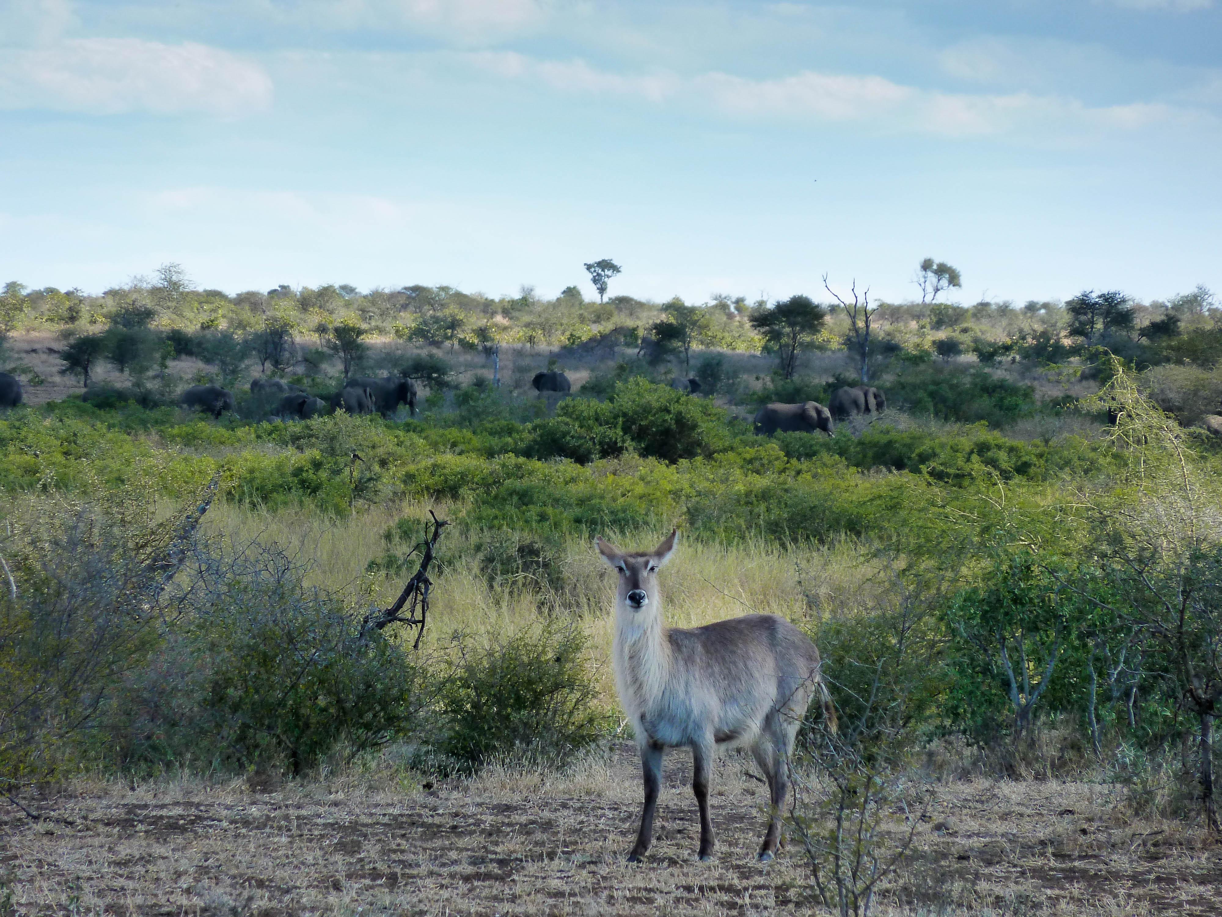 <p>A waterbuck stands in the open, with a herd of elephants in the distance. The waterbuck is a species of antelope, and prefers to stay near water as its strong swimming skills can serve as a defence mechanism.<br /></p>