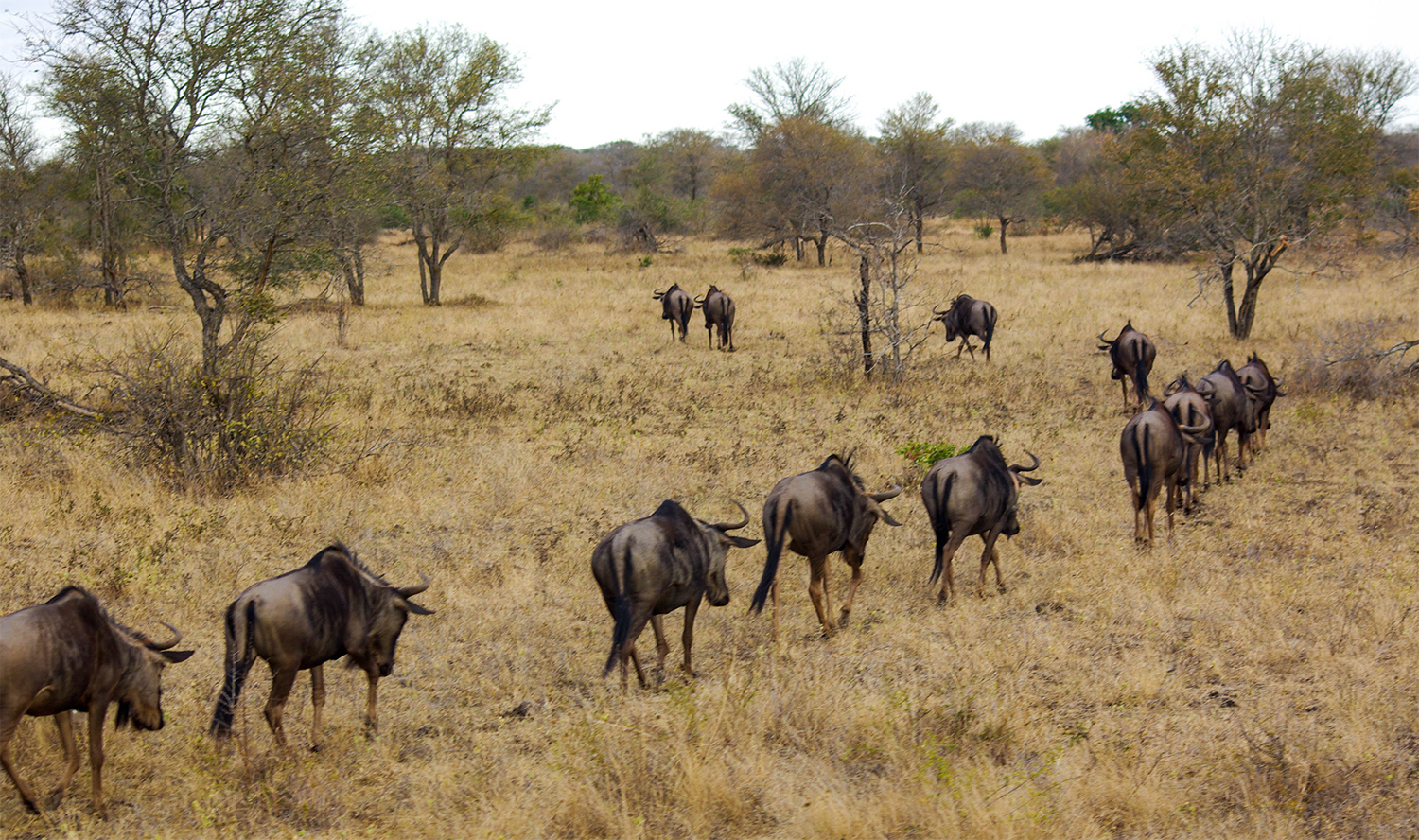 <p>Wildebeests walk in single file to hide their numbers, maybe. <br /></p>
