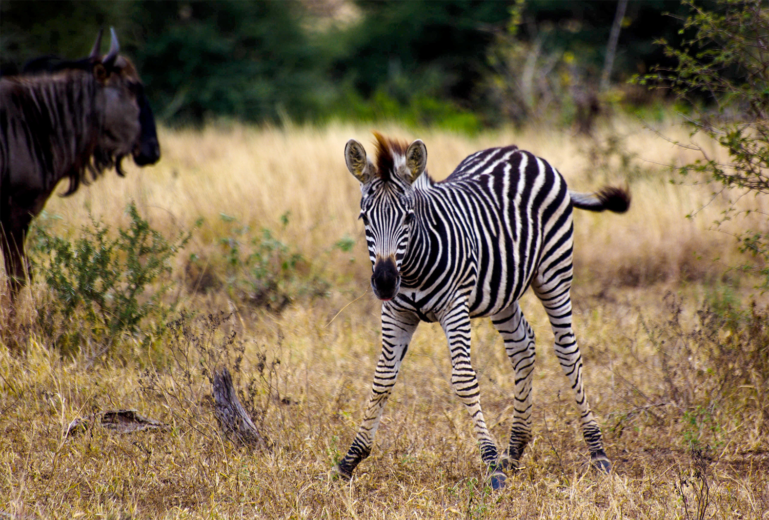 <p>This zebra foal has just about mastered standing on its own four feet. A nearby wildebeest seems unmoved by the achievement.</p>
